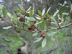 quercus berberidifolia